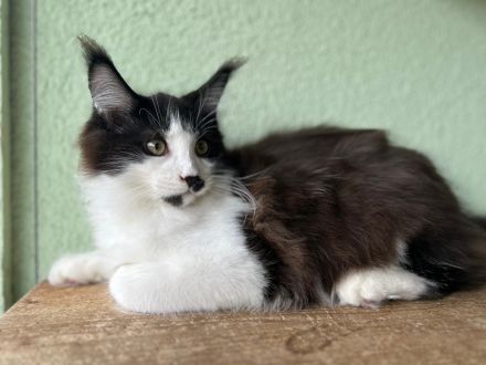 Maine Coon Katerchen sucht Personal