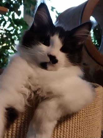 Maine Coon Katerchen sucht Personal