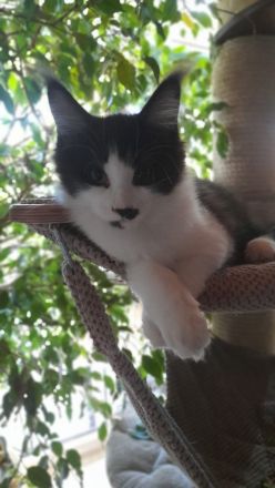 Maine Coon Katerchen sucht Personal