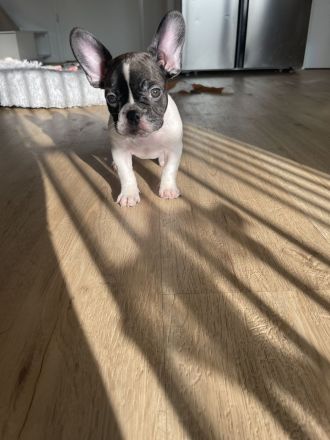 Hallo liebe Frenchie-Freunde, meine Hündin Coco hat am