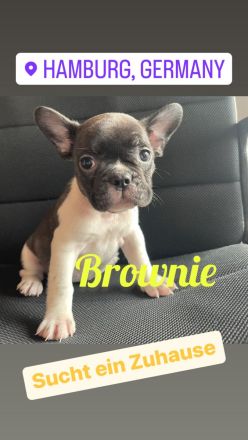 Hallo liebe Frenchie-Freunde, meine Hündin Coco hat am