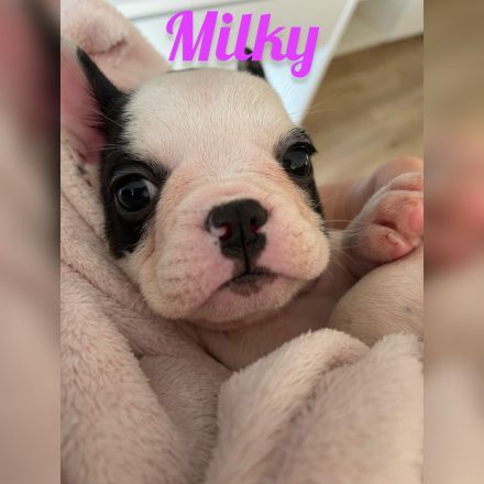 Hallo liebe Frenchie-Freunde, meine Hündin Coco hat am