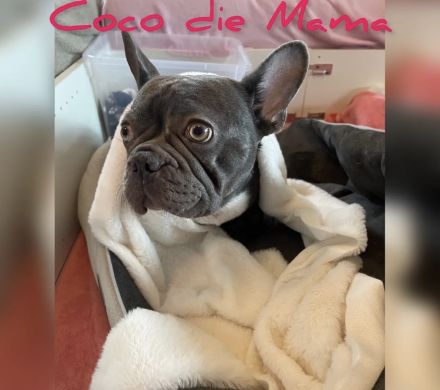 Hallo liebe Frenchie-Freunde, meine Hündin Coco hat am