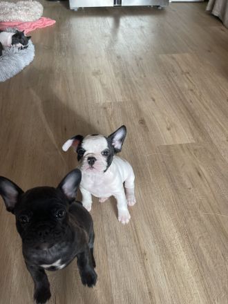 Hallo liebe Frenchie-Freunde, meine Hündin Coco hat am