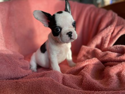 Hallo liebe Frenchie-Freunde, meine Hündin Coco hat am