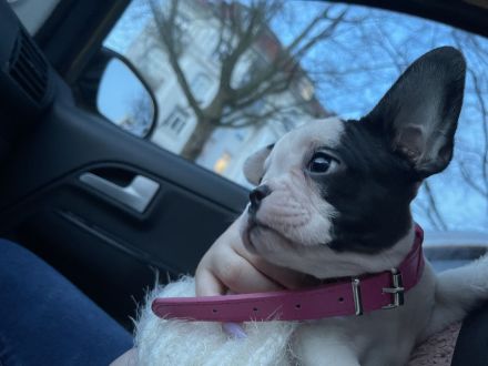 Hallo liebe Frenchie-Freunde, meine Hündin Coco hat am