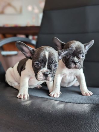 Hallo liebe Frenchie-Freunde, meine Hündin Coco hat am