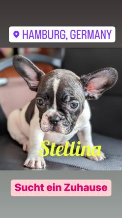 Hallo liebe Frenchie-Freunde, meine Hündin Coco hat am