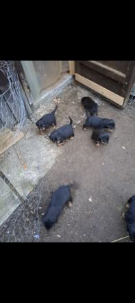 Rottweilerwelpen in gute Hände abzugeben Kräftige