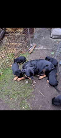 Rottweilerwelpen in gute Hände abzugeben Kräftige