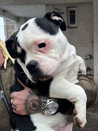 Wir sind noch 4 wunderschöne Old English Bulldog Welpen
