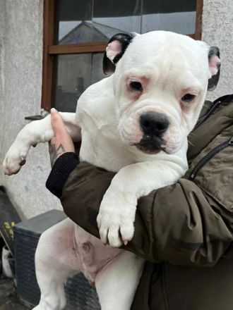 Wir sind noch 4 wunderschöne Old English Bulldog Welpen