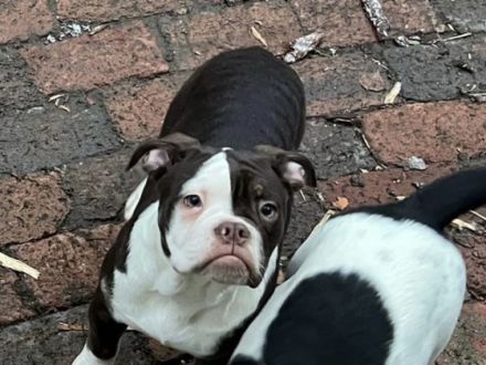 Wir sind noch 4 wunderschöne Old English Bulldog Welpen