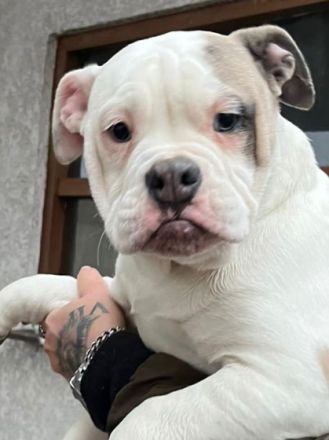 Wir sind noch 4 wunderschöne Old English Bulldog Welpen