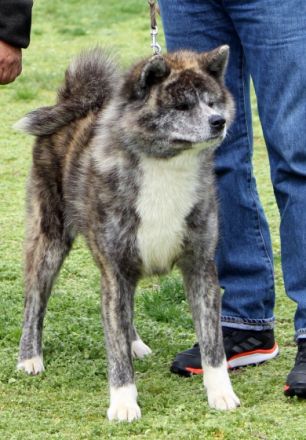 Schöne japanische Akita-Tigerwelpen zur Reservierung