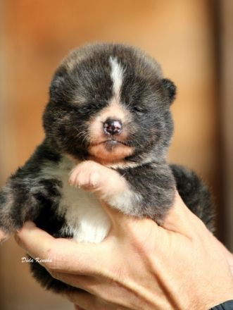 Schöne japanische Akita-Tigerwelpen zur Reservierung