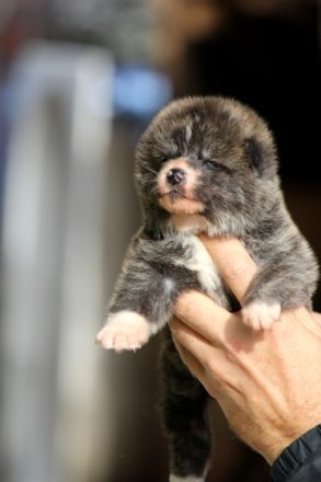 Schöne japanische Akita-Tigerwelpen zur Reservierung