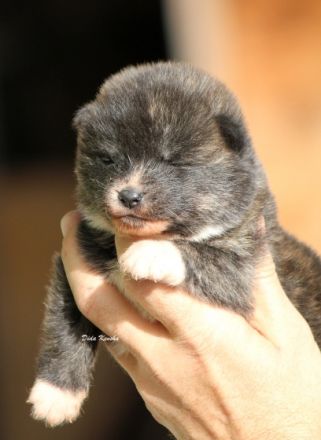 Schöne japanische Akita-Tigerwelpen zur Reservierung