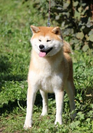 Schöne japanische Akita-Tigerwelpen zur Reservierung