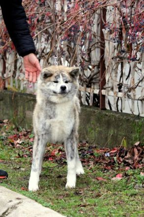 Saya, Eine wunderschöne Tigerdame, mit einem