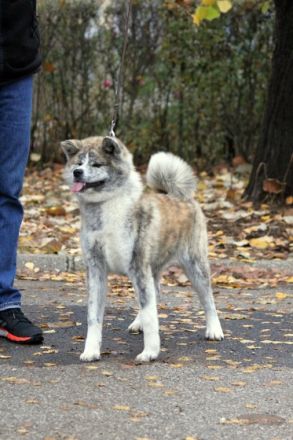 Saya, Eine wunderschöne Tigerdame, mit einem