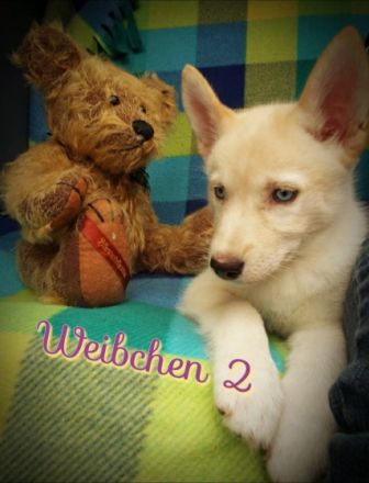 Hallo liebe zukünftige Hundebesitzer. Unsere