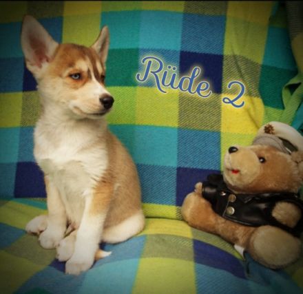 Hallo liebe zukünftige Hundebesitzer. Unsere