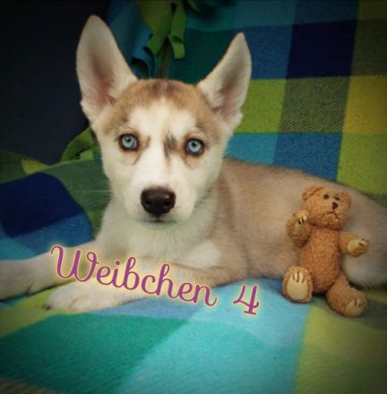 Hallo liebe zukünftige Hundebesitzer. Unsere