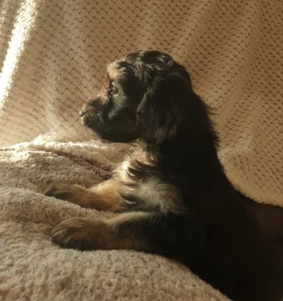 Hallo liebe Tierfamilien, Wir suchen für unsere