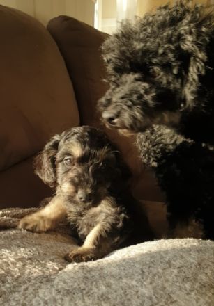 Hallo liebe Tierfamilien, Wir suchen für unsere