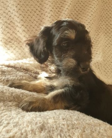 Hallo liebe Tierfamilien, Wir suchen für unsere