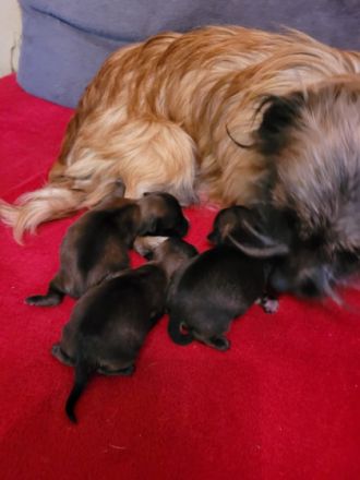 Wir haben 2 kleine süße Mischlingshundewelpen abzugeben