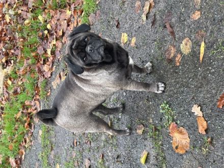 Mopsrüden, 7jährig Zuhause gesucht