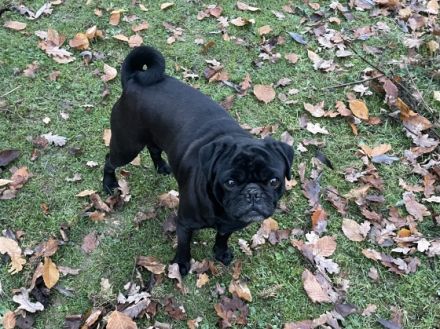 Mopsrüden, 7jährig Zuhause gesucht