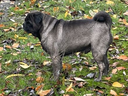 Mopsrüden, 7jährig Zuhause gesucht