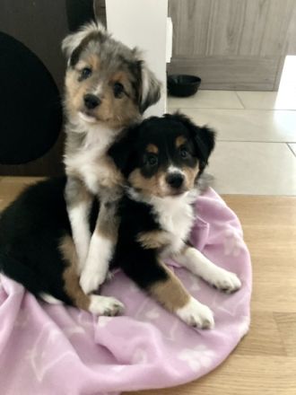 Dieser bildhübsche Wurf besteht aus 7 gesunden und