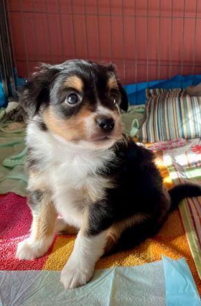 Dieser bildhübsche Wurf besteht aus 7 gesunden und