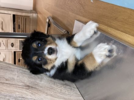 Dieser bildhübsche Wurf besteht aus 7 gesunden und