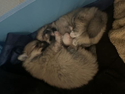 Am 13.11.2022 hat unsere Zwergspitz Pomeranian Hündin