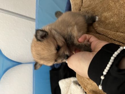 Am 13.11.2022 hat unsere Zwergspitz Pomeranian Hündin