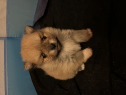 Am 13.11.2022 hat unsere Zwergspitz Pomeranian Hündin