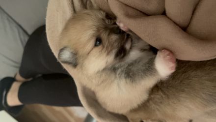 Am 13.11.2022 hat unsere Zwergspitz Pomeranian Hündin