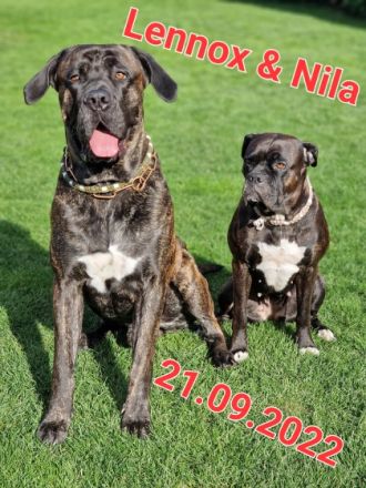 Wunderschöne gesunde Cane Corso Welpen