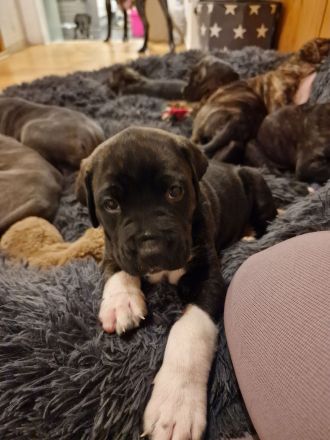 Wunderschöne gesunde Cane Corso Welpen