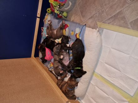 Wunderschöne gesunde Cane Corso Welpen