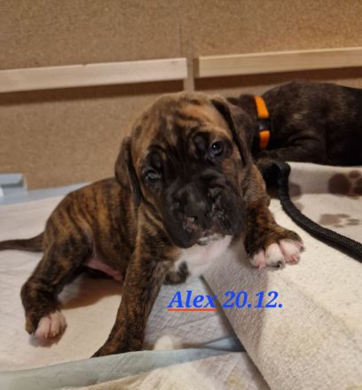 Wunderschöne gesunde Cane Corso Welpen