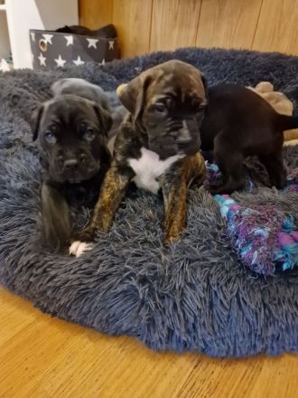 Wunderschöne gesunde Cane Corso Welpen