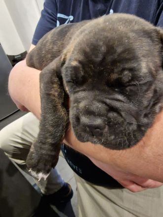 Wunderschöne gesunde Cane Corso Welpen