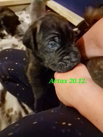 Wunderschöne gesunde Cane Corso Welpen