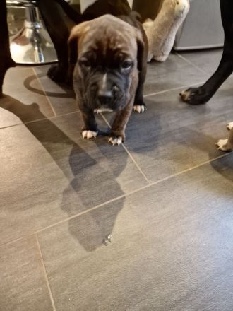 Wunderschöne gesunde Cane Corso Welpen